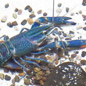 Blue Crayfish