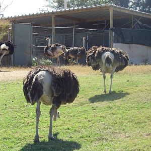 Ostriches