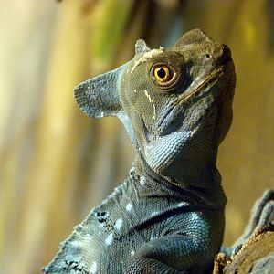 Judge's Choice - Green Crested Basilisk