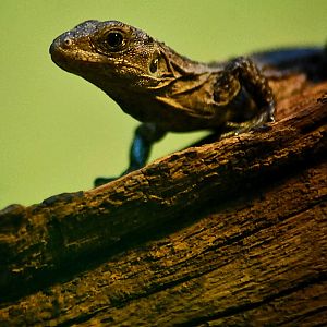 Utila spiny tailed Iguana youngster