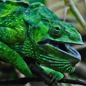 Meller Giant Chameleon