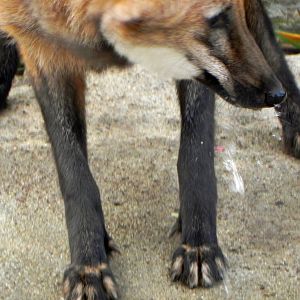 Sunrise Stroll Maned Wolf