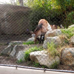 Sunrise Stroll Maned Wolf