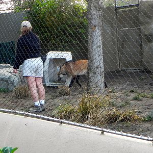 Sunrise Stroll Maned Wolf