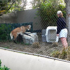 Sunrise Stroll Maned Wolf