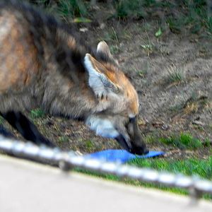 Sunrise Stroll Maned Wolf