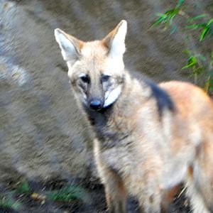 Sunrise Stroll Maned Wolf