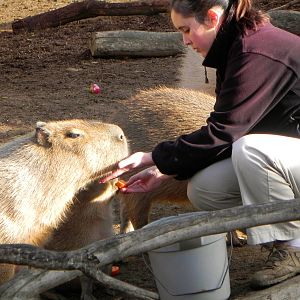 Sunrise Stroll cabybara
