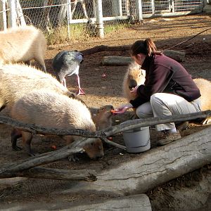 Sunrise Stroll cabybara