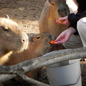 Sunrise Stroll cabybara