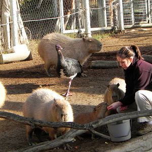 Sunrise Stroll cabybara