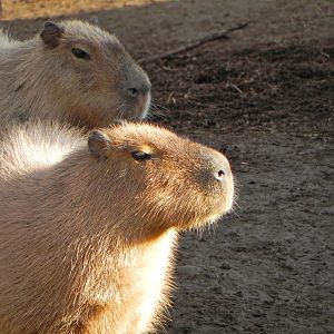 Sunrise Stroll cabybara
