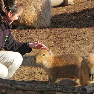 Sunrise Stroll cabybara