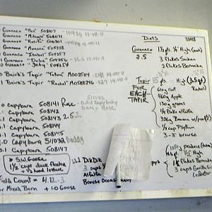 Sunrise Stroll mixed exhibit barn