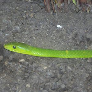 Green Mamba