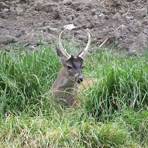 White tailed deer