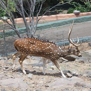 Chital Deer