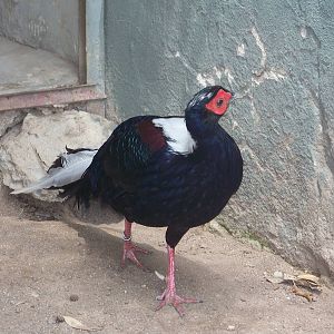 Swinhoe Pheasant