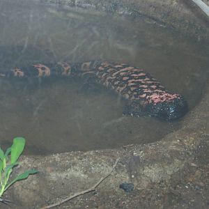 Gila Monster