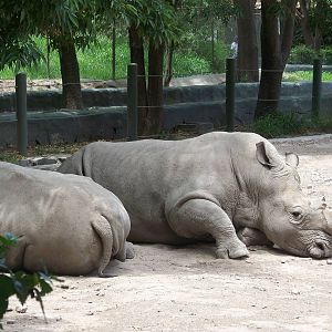 White Rhinos
