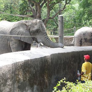 Elephants
