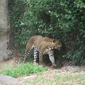 Leopard
