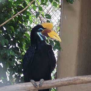 Buton Hornbill