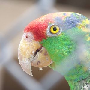 Lilac Crowned Amazon