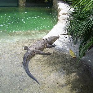 American Crocodile