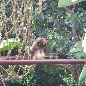 White Handed Gibbon