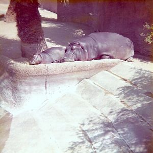 Nile Hippopotamus - Circa 1975
