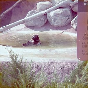 Grizzly Bear - Circa 1975