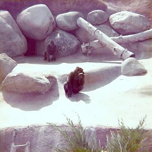 Lowland Gorillas - Circa 1975