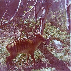 Zebra Duiker - Circa 1977/78