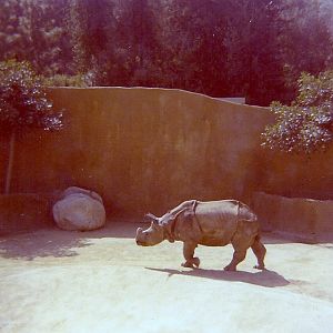 Indian Rhinoceros - Circa 1977/78