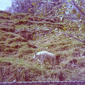 Rocky Mountain Goat - Circa 1977/78