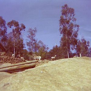 Desert Bighorn Sheep - Circa 1977/78