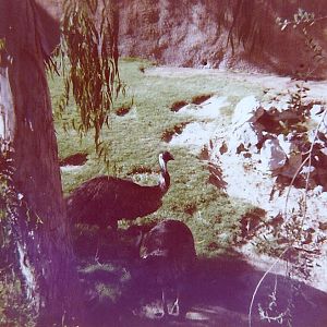 Emus - Circa 1977/78