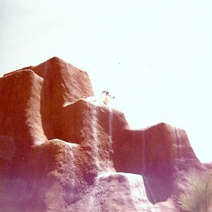 Dall Sheep - Circa 1977/78