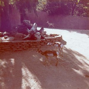 Pronghorns - 1977/78