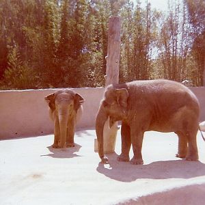 Asian Elephants - 1977/78