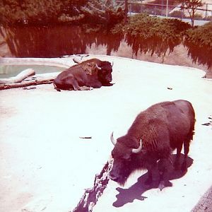North American Bison - Circa 1977/78