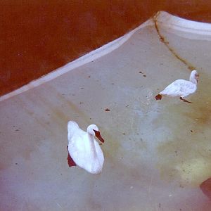 Trumpeter Swans - Circa 1977/78