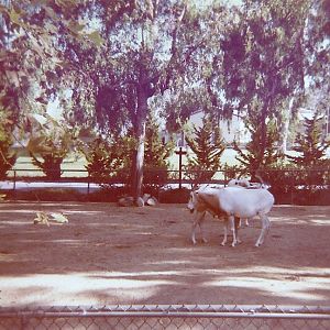 Scimitar-horned Oryx - Circa 1977/78