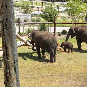 Asian Elephants
