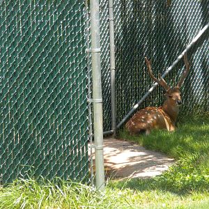 Indochinese Skia Deer