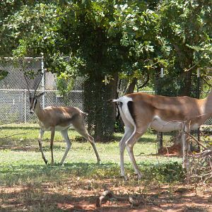 Grant's Gazelles