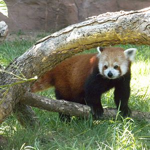 Red Panda