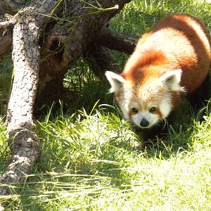 Red Panda