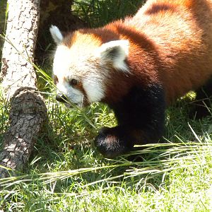 Red Panda
